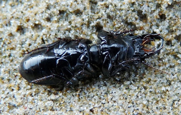 Scarites laevigatus